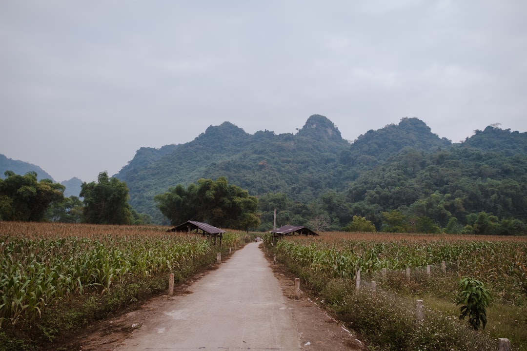 Hình nền